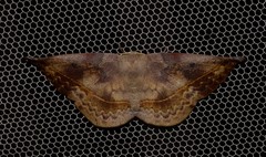 Anthela directa