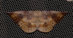 Anthela directa