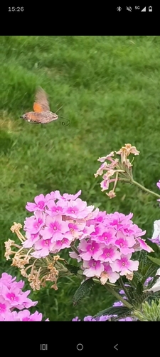 Eurasian Hummingbird Hawkmoth