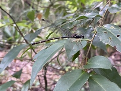 Sinosticta ogatai