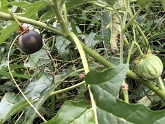 Solanum cinereum