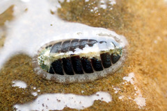 Ischnochiton thomasi