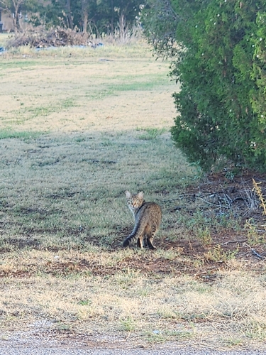 Domestic Cat