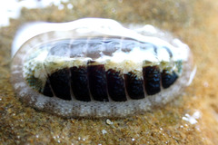 Ischnochiton thomasi