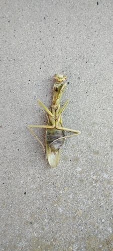 Transcaucasian Giant Mantis