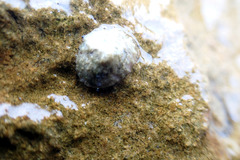 Siphonaria zelandica