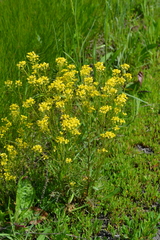 Rorippa amphibia