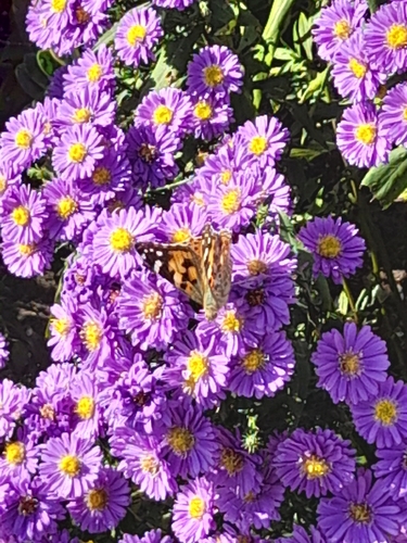 Painted Lady