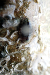 Ischnochiton thomasi