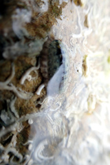 Ischnochiton thomasi