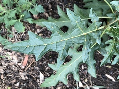 Solanum cinereum