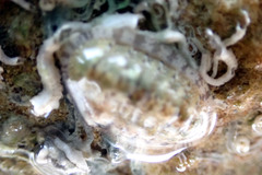 Ischnochiton thomasi