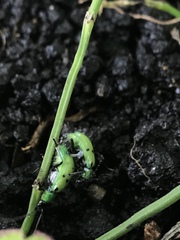 Diabrotica decempunctata