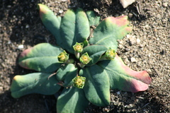 Euphorbia ecklonii