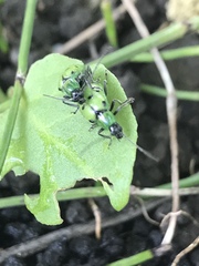 Diabrotica decempunctata