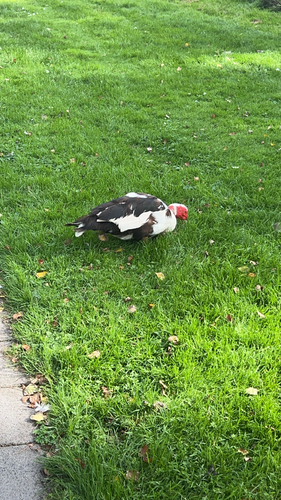 Muscovy Duck