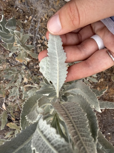 iNaturalist observation photo of Woolly Yerba Santa
