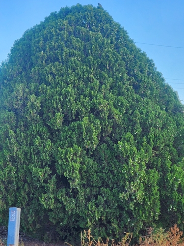Chinese arborvitae