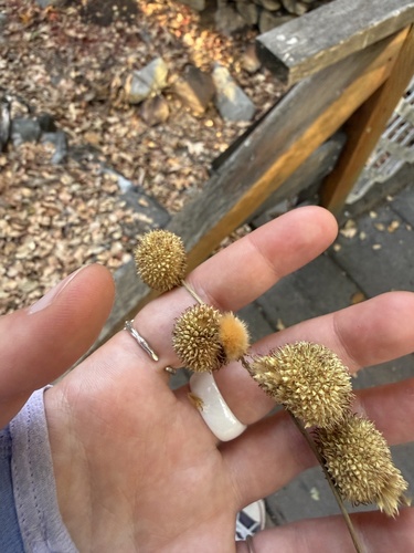 iNaturalist observation photo of western sycamore