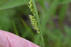 Carex meadii