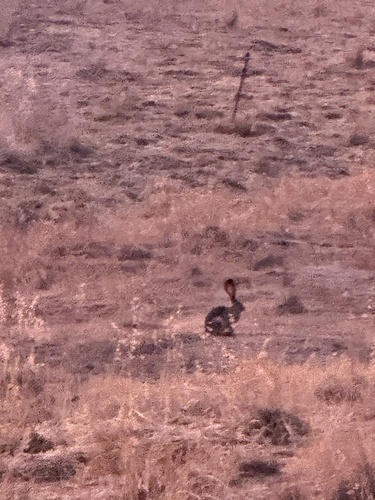 iNaturalist observation photo of Black-tailed Jackrabbit