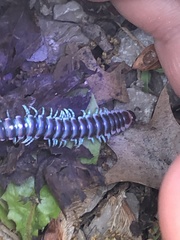 Semionellus placidus