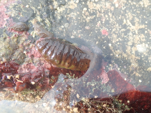 Holothuria difficilis observed 2026-10-03