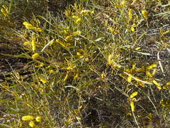 Acacia macdonnellensis
