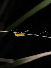 Pteroptyx maipo