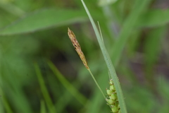 Carex meadii