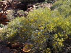 Acacia macdonnellensis
