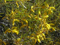 Acacia macdonnellensis