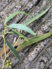 Eucalyptus smithii