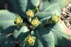 Euphorbia ecklonii
