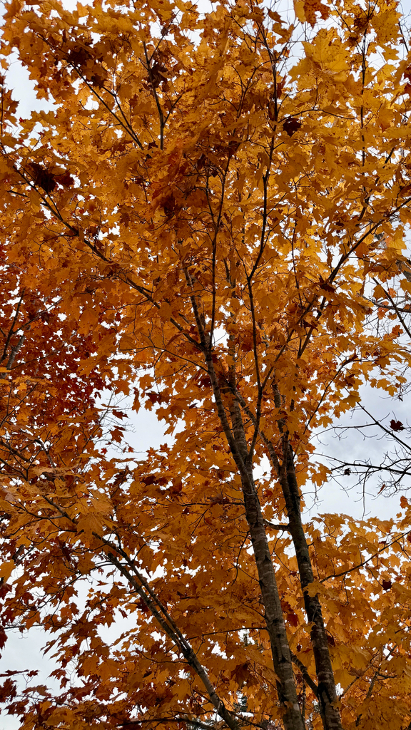 Looking up into a sugar maple whose whole crown has turned deep orange, against a white sky.