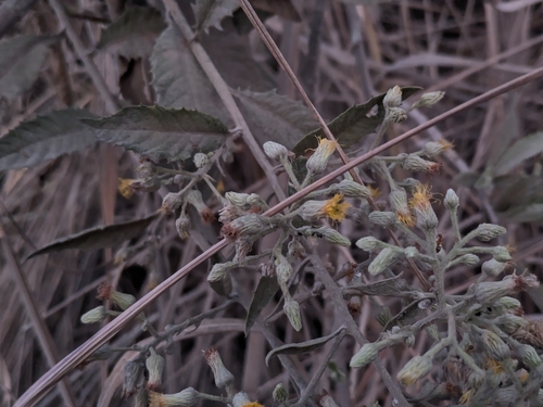 Blumea balsamifera observed 2026-10-03