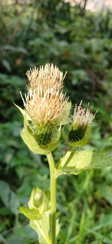 Cabbage Thistle