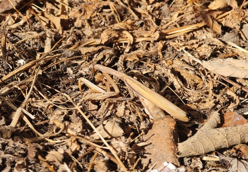 European Mantis