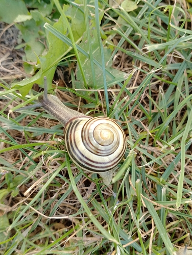 Brown-lipped Snail