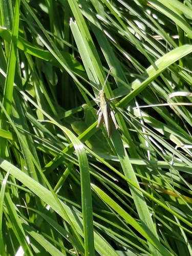 Steppe Grasshopper