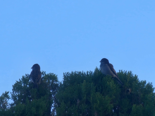 House Sparrow