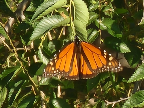 Monarch