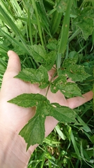 Tordylieae