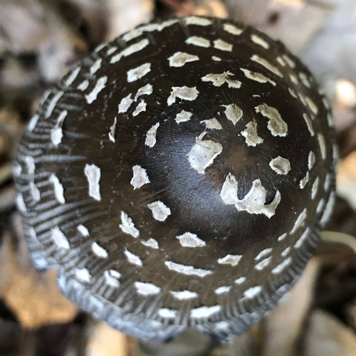 Magpie Inkcap