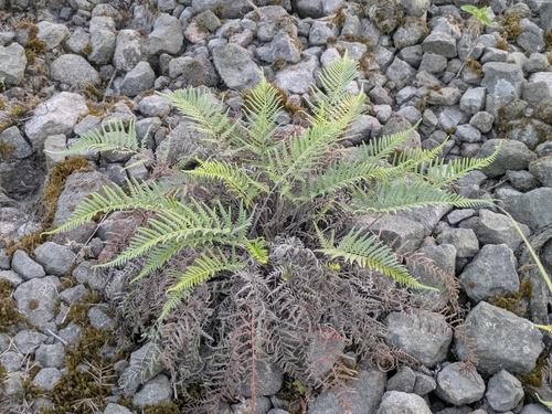 Pityrogramma calomelanos observed 2026-10-03