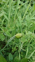 Tordylieae