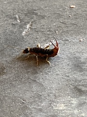Labidura riparia