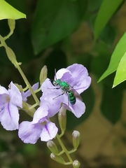 Pseudaugochlora