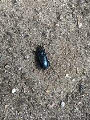Platycerus
