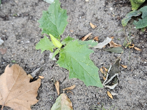 jimsonweed